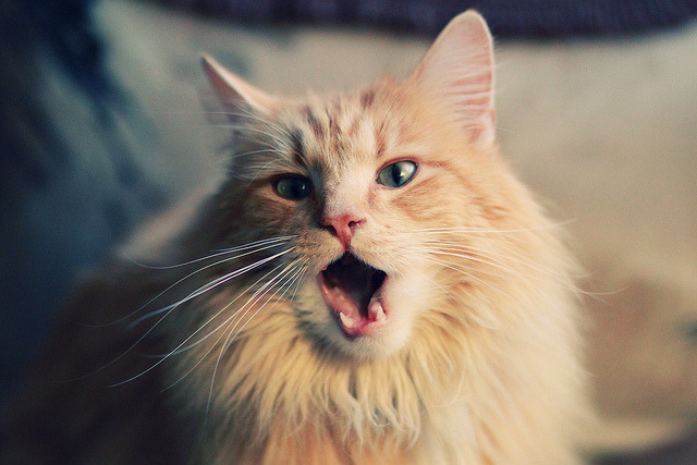 冰与火之歌，从深圳速胜到伦纳德封神，解码东西方竞技的关键球基因