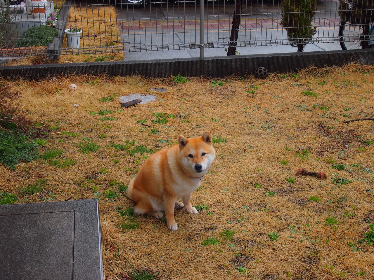 布伦森执棒，骑士交响乐终结湖人独奏