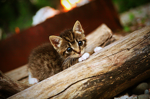 绝境重生！克罗地亚加时逆袭马竞，关键先生布鲁诺从天而降