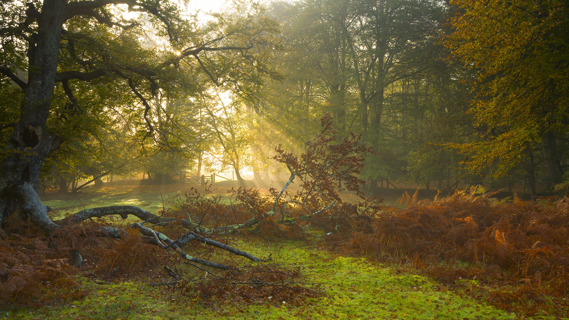 绿茵场悬停篮球,天穹之巅见证双冠加冕