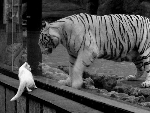 绿茵场悬停篮球,天穹之巅见证双冠加冕