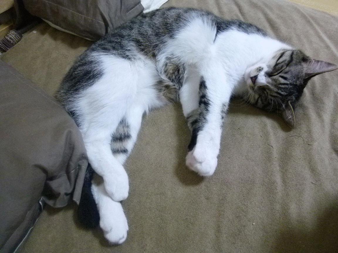 教科书不只一页,蒂亚戈在欧冠半决赛之夜的四个维度