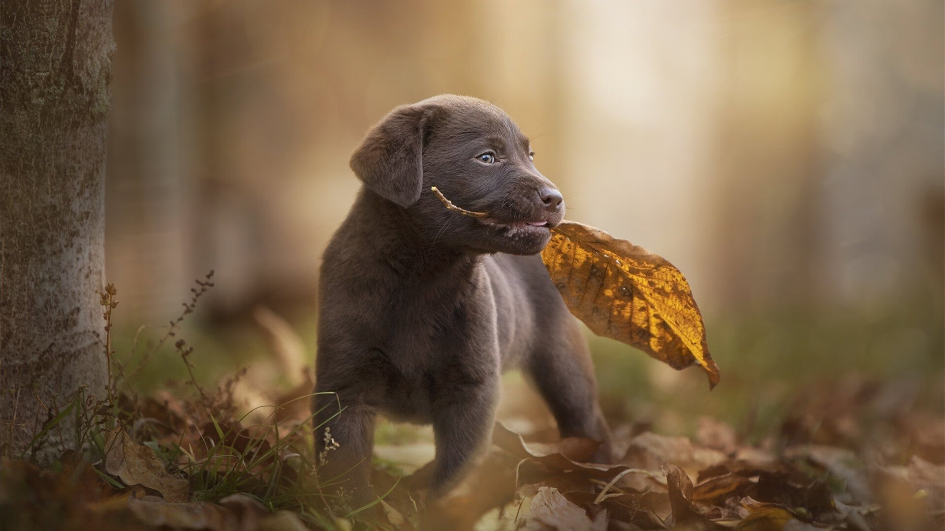 时间褶皱中的绝杀，保罗如何用唯一的方式终结了凯尔特人