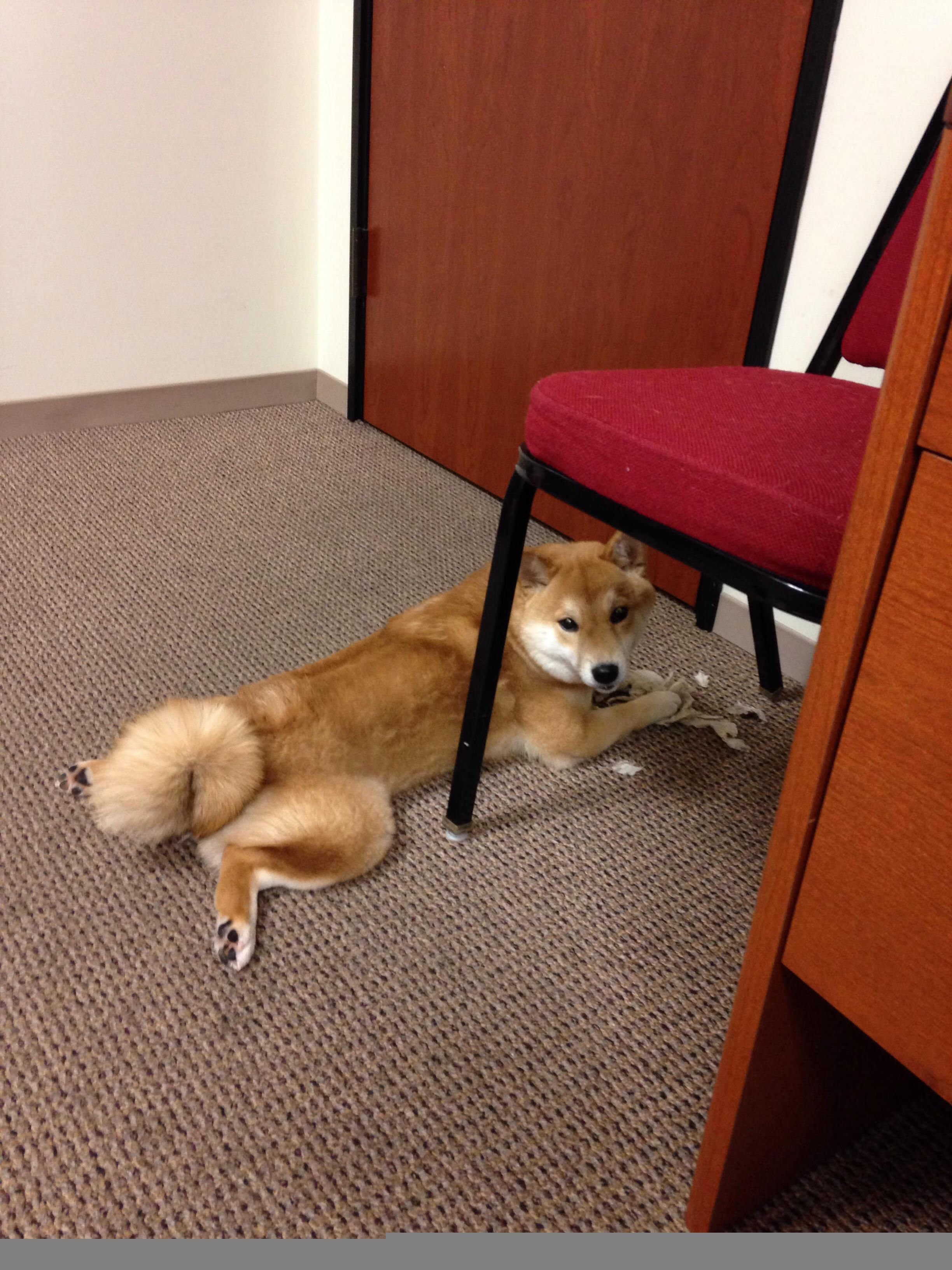 2026世界杯之夜，月光吻过他的眉睫，哈弗茨用一记致胜轻吻回应世界