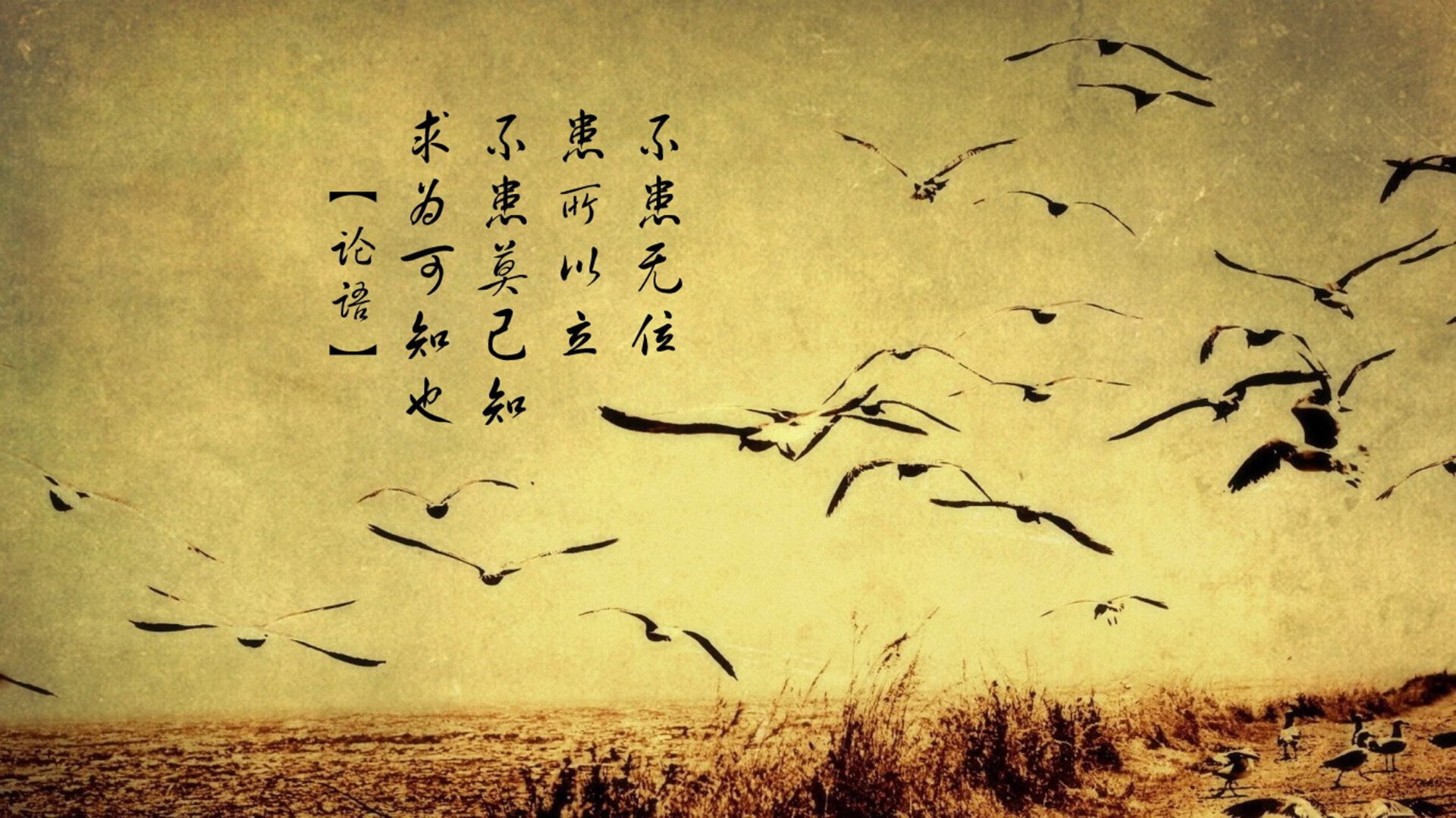 当卢卡库刻下金靴之名，爱尔兰用钢铁荆棘绞碎了高卢雄鸡的浪漫