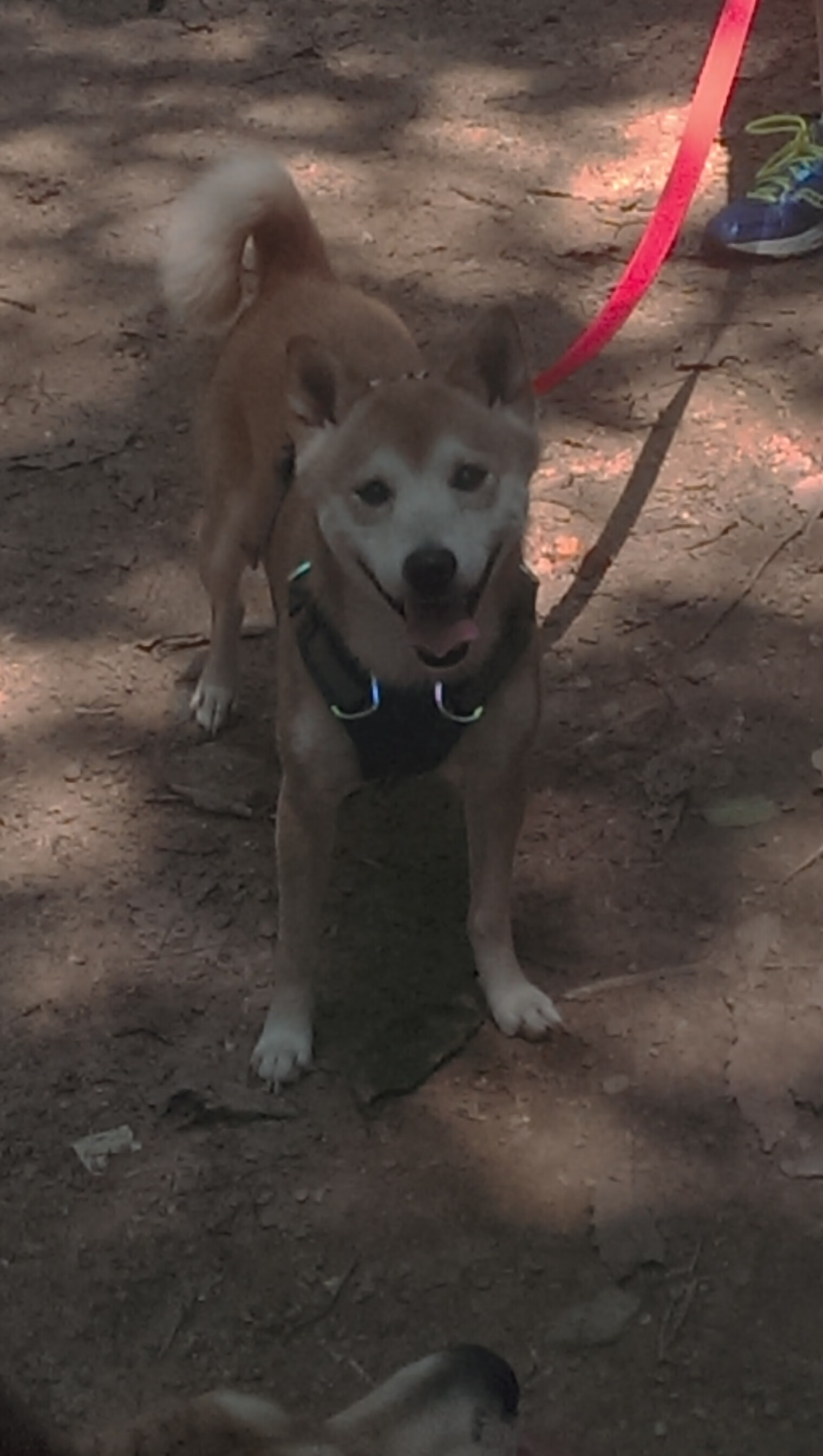 当神剧照进现实,西亚卡姆全程高能输出,爵士惊天绝杀吉林队