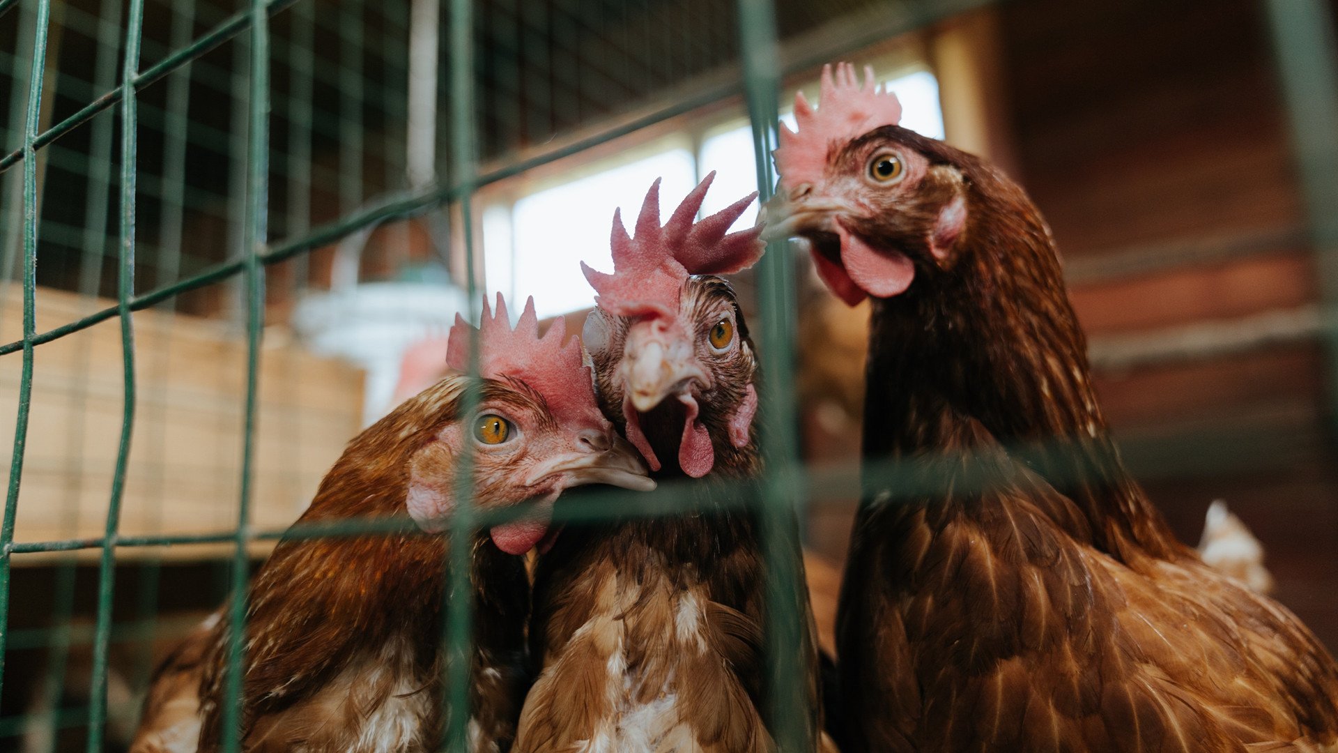 德罗赞爆砍40分加时救主，太阳队险胜广厦队迎关键胜利