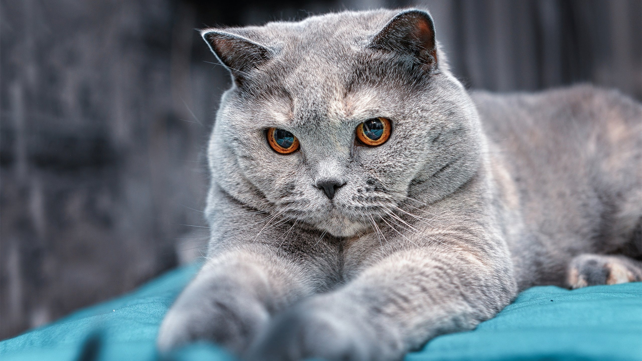 F1年度争冠焦点战，拉齐奥球迷狂欢掀翻赛场，委内瑞拉车手冠军梦碎