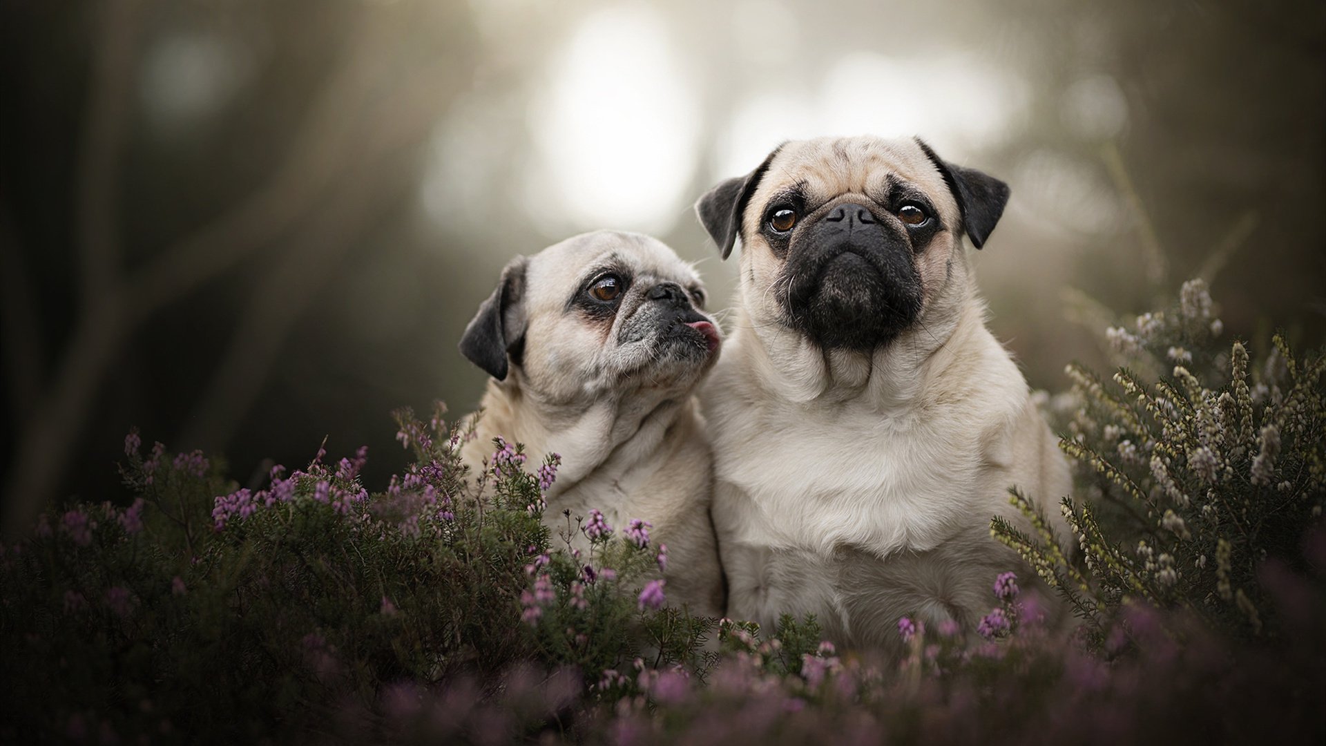 逆流成河，爵士翻盘勇士背后的勇气与智慧