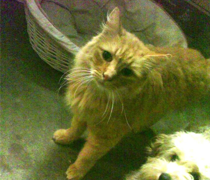 梦幻联动！拉文空降CBA巅峰战，广东防线被他一人凿穿