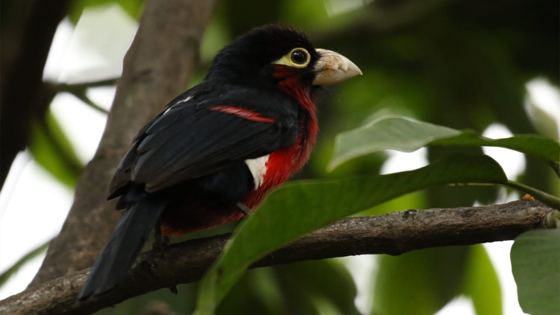 当哈兰德的陨石砸向AC米兰的蛛网，个人英雄主义与战术铁律的终极对决