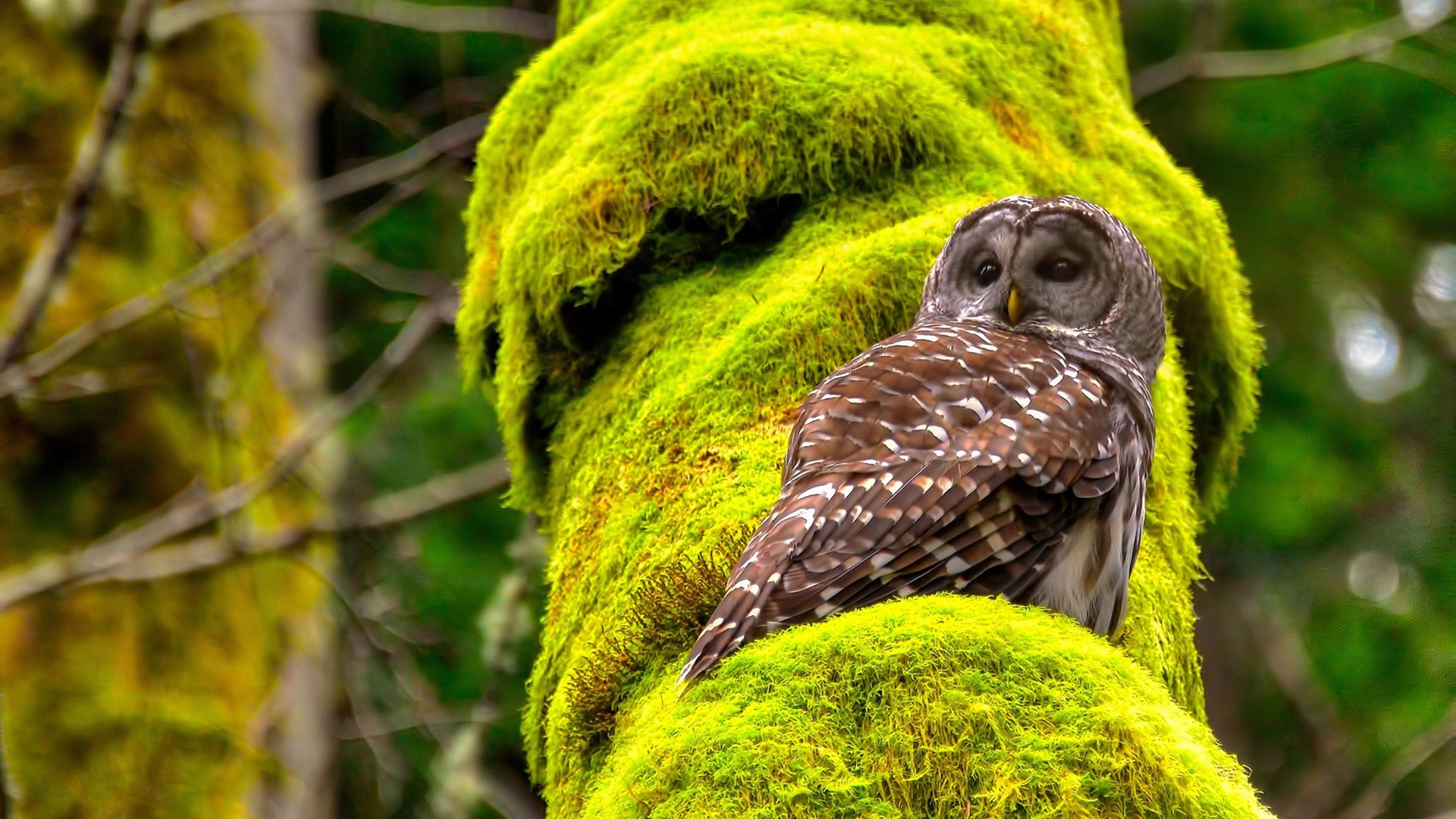 隐形引擎，解码迪亚斯如何主导巴萨的威尔士闪电战