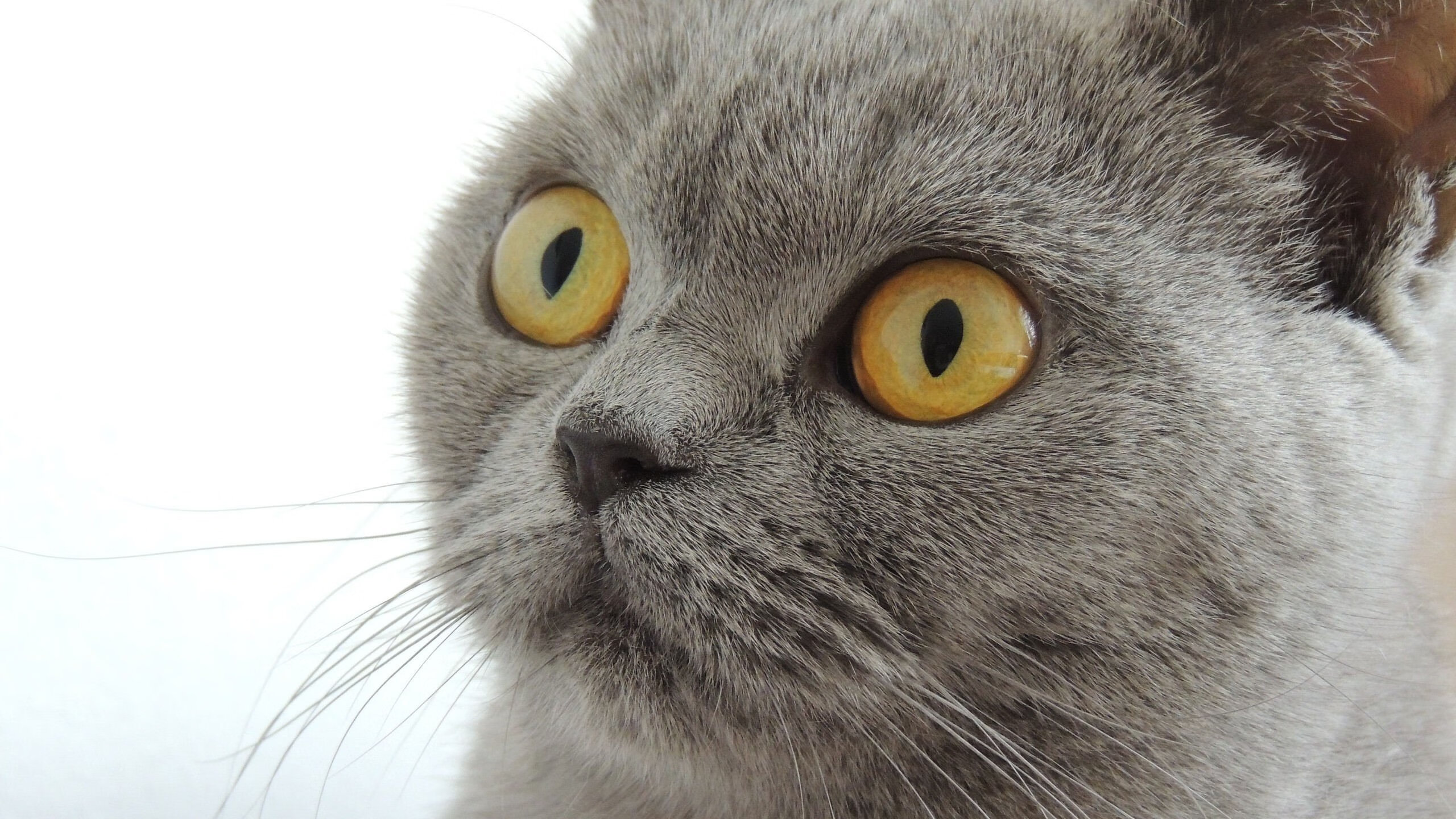 唯一性的领域，当牙买加的统治力遇见阿尔瓦雷斯的接管时刻