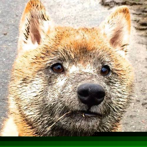 双线交响，那不勒斯欧战轻骑过关，基米希奥运关键战定乾坤