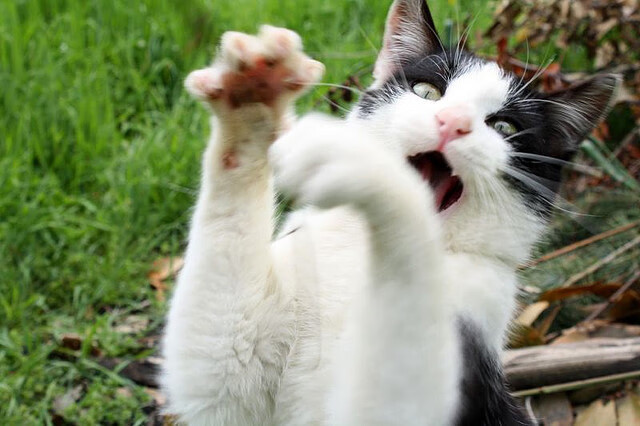 蓝白天穹下的一记绝杀，迪巴拉奥运前夜，在里昂的哨声中完成自我加冕