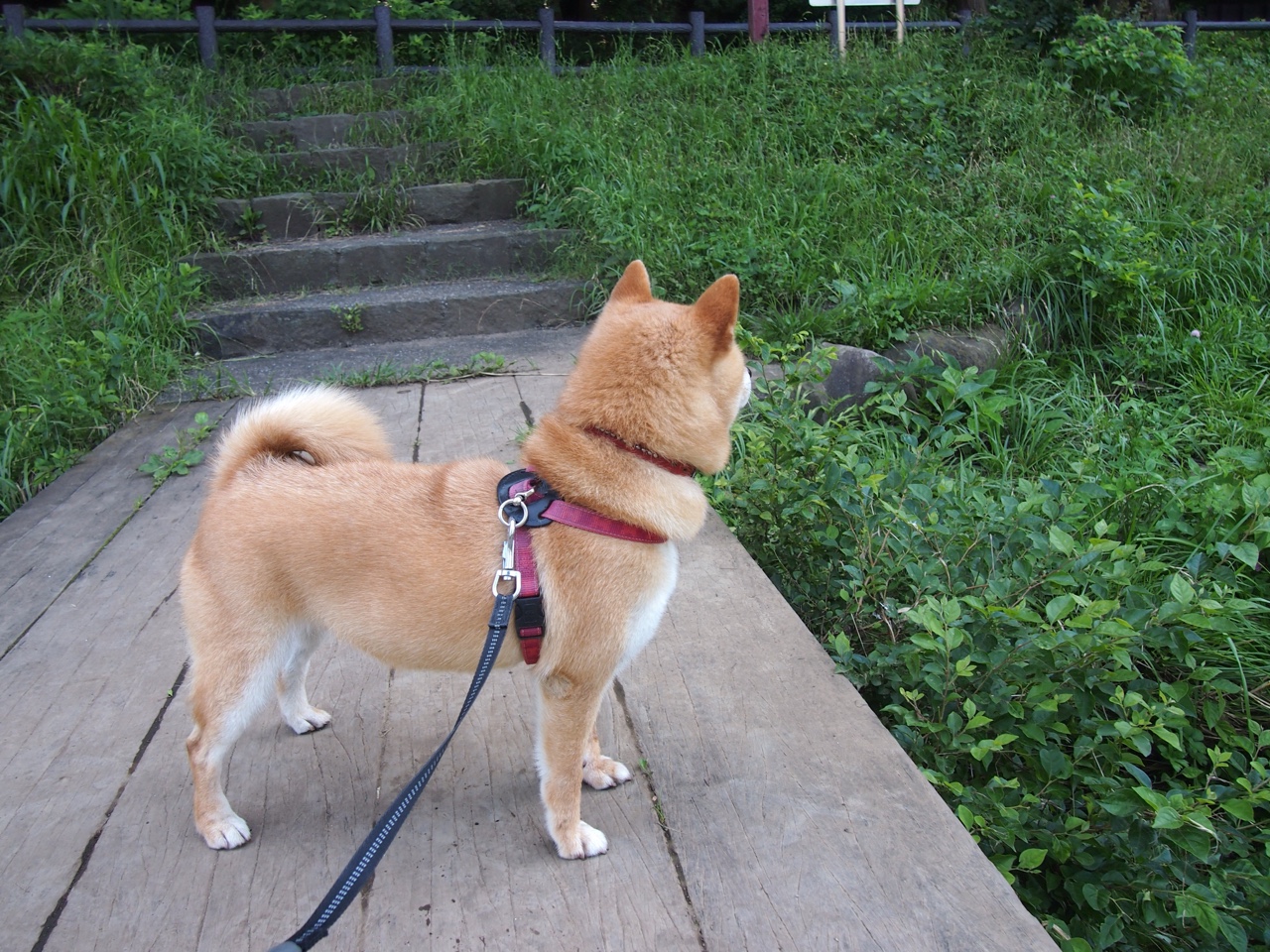 灰熊连续得分压制骑士，霍勒迪关键先生引领胜利