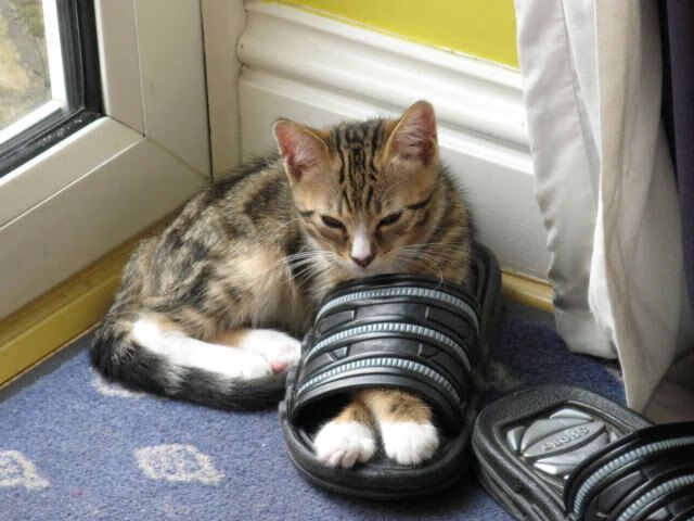 一个人的战争，半支球队的胜利—苏亚雷斯如何用压制级发挥定义欧冠之夜