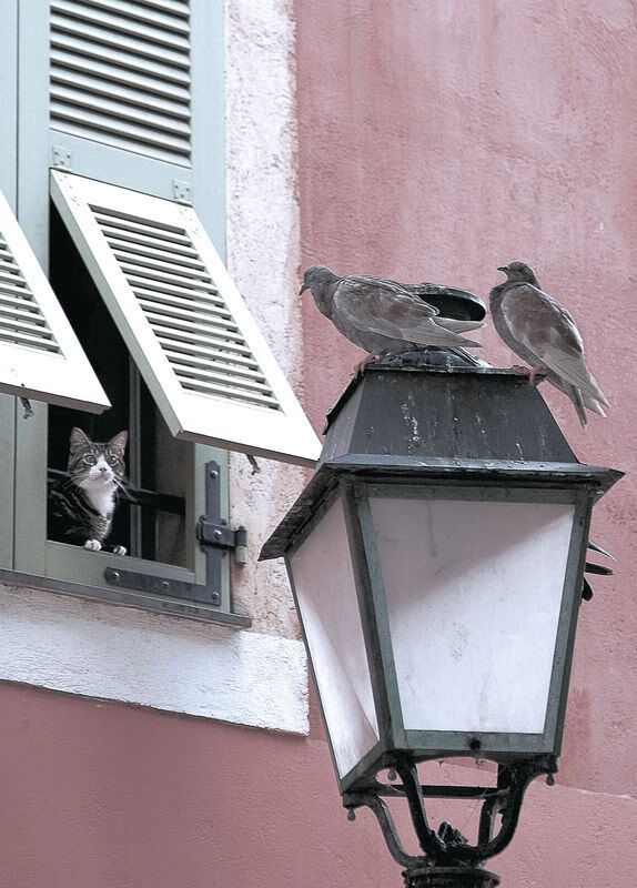 跨洲对决，尼日利亚防线锁死拉齐奥，金玟哉闪耀关键先生