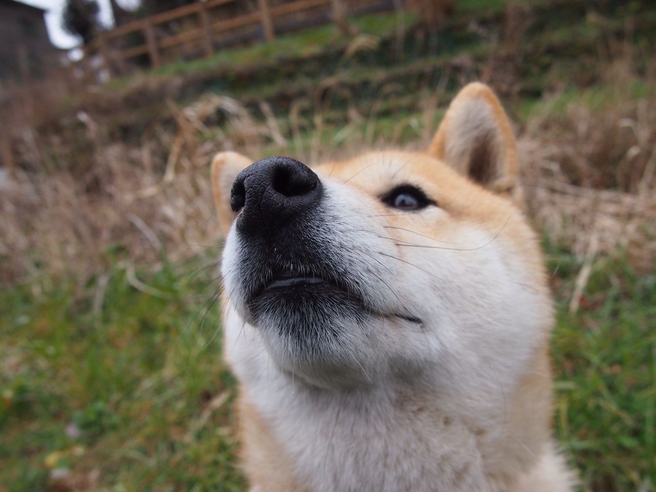 欢迎回到我的战争，年轻的国王们