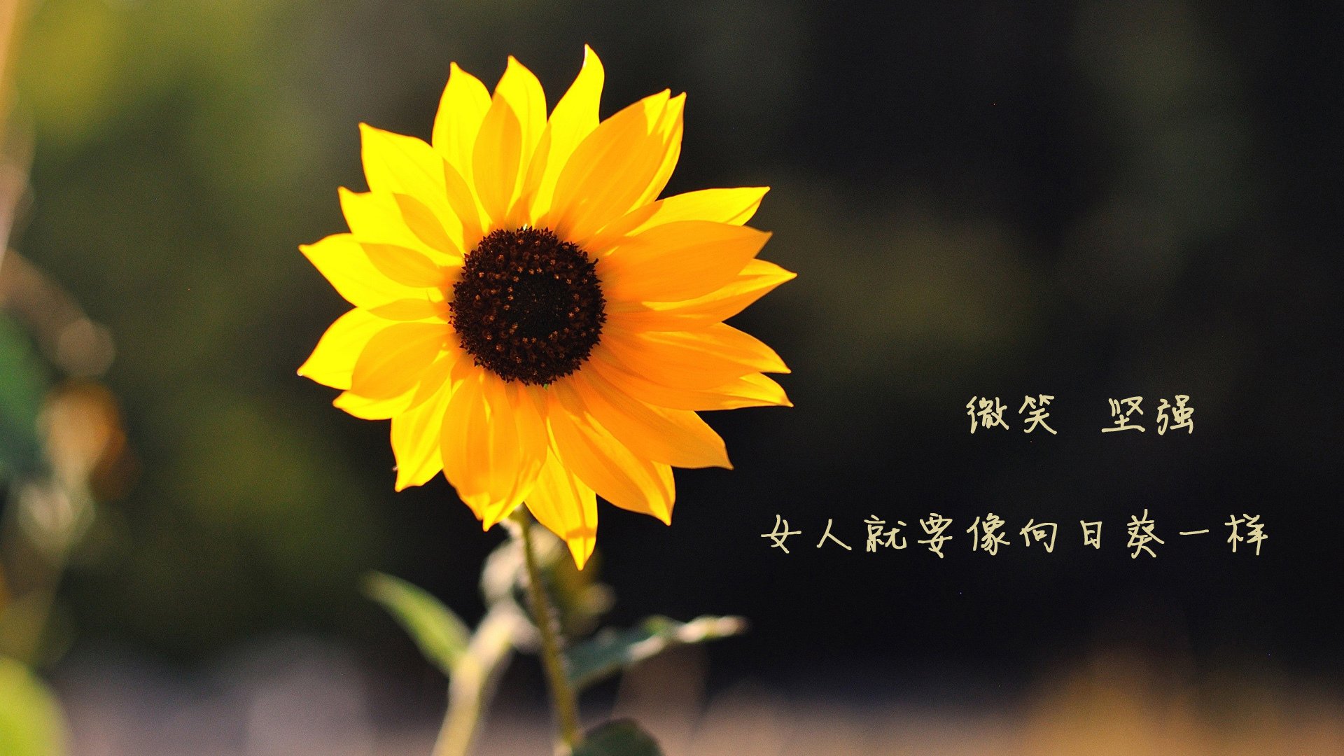 很有意思。2026年世界杯的E组，保加利亚爆冷完胜波兰，莫德里奇却成了比赛主角，这确实是一个充满戏剧性的场景。我们一起来构思一下